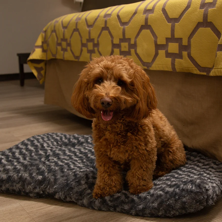 Pet-friendly image