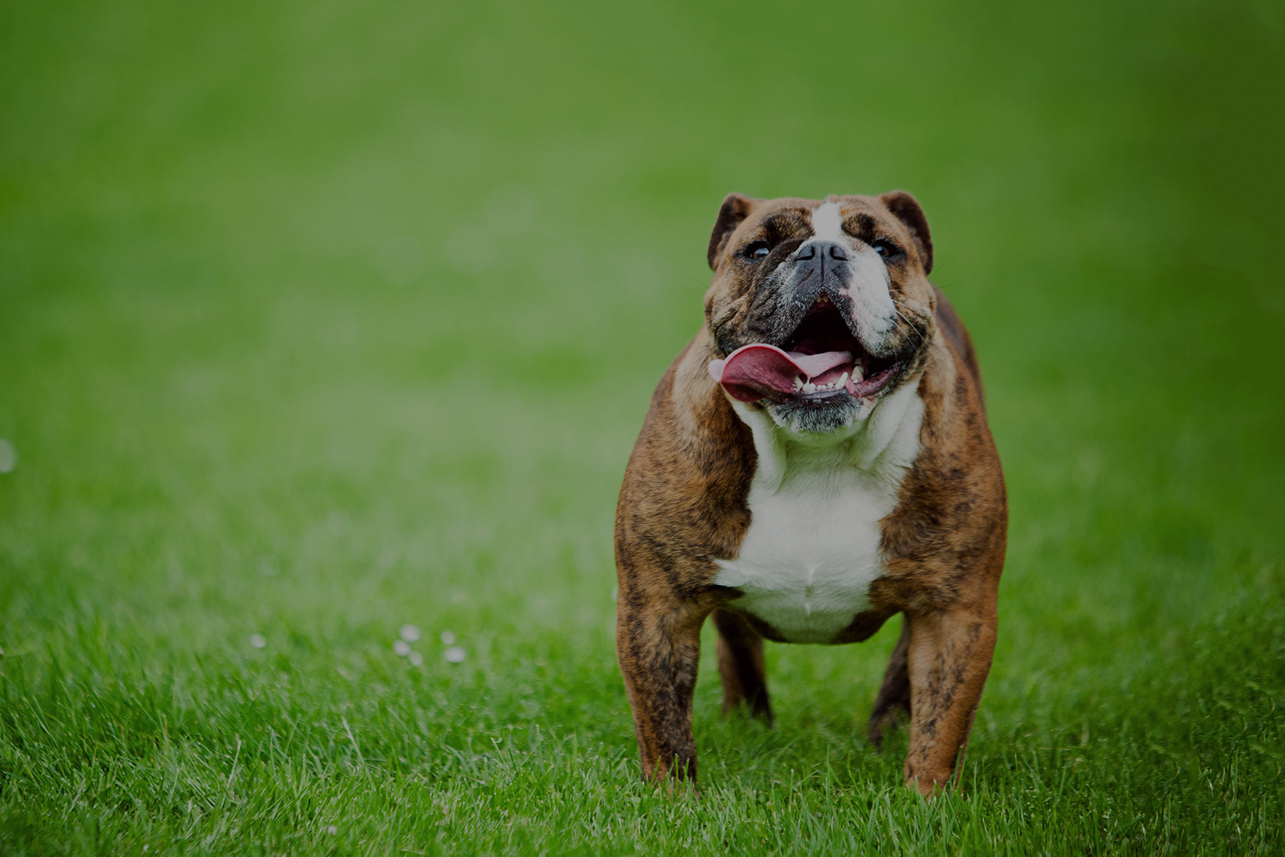 HJ_3x2_Text_PetFriendly_Summer2016