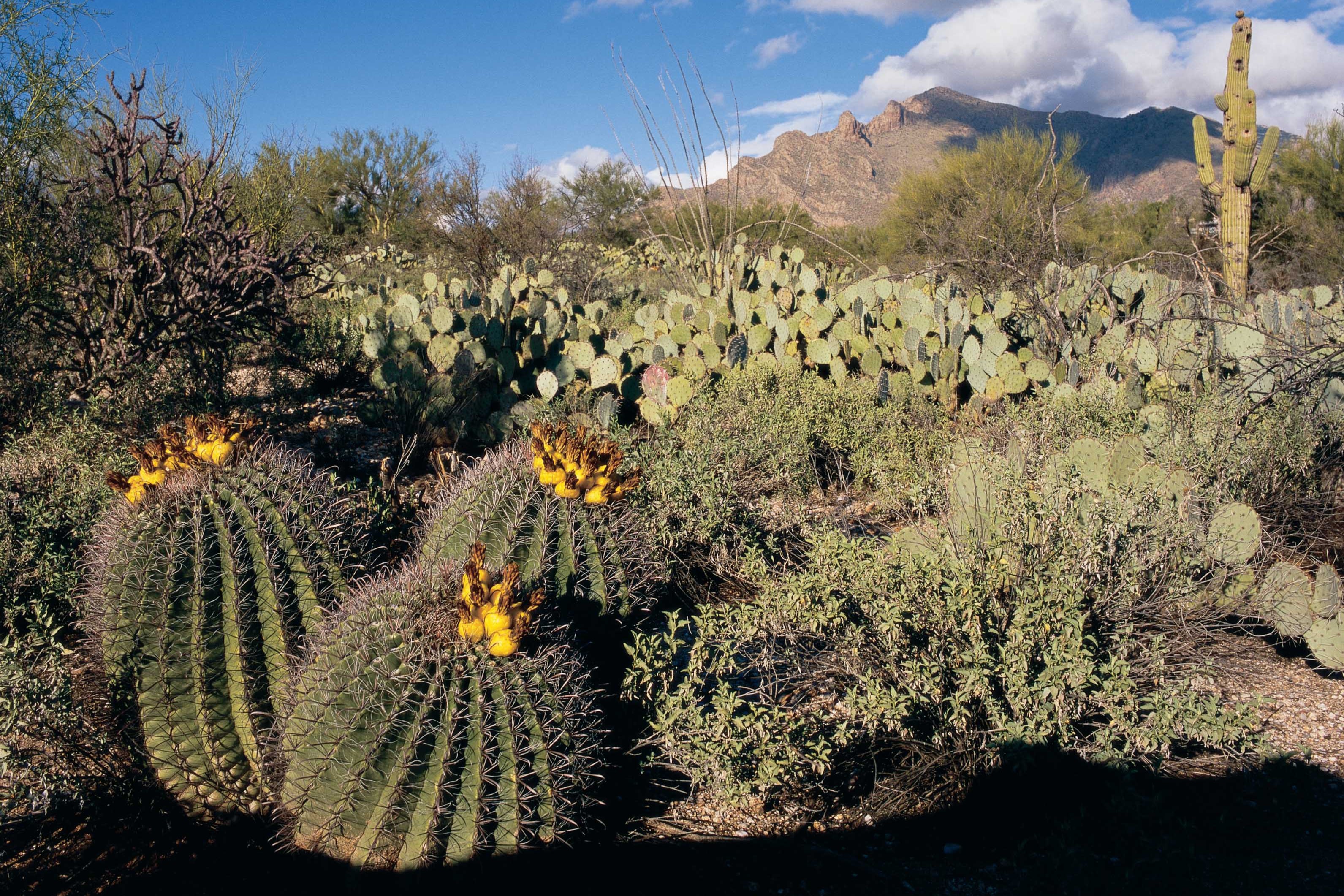 Scenic Image of Westward Look Wyndham Grand Resort and Spa hotel in Tucson, Arizona