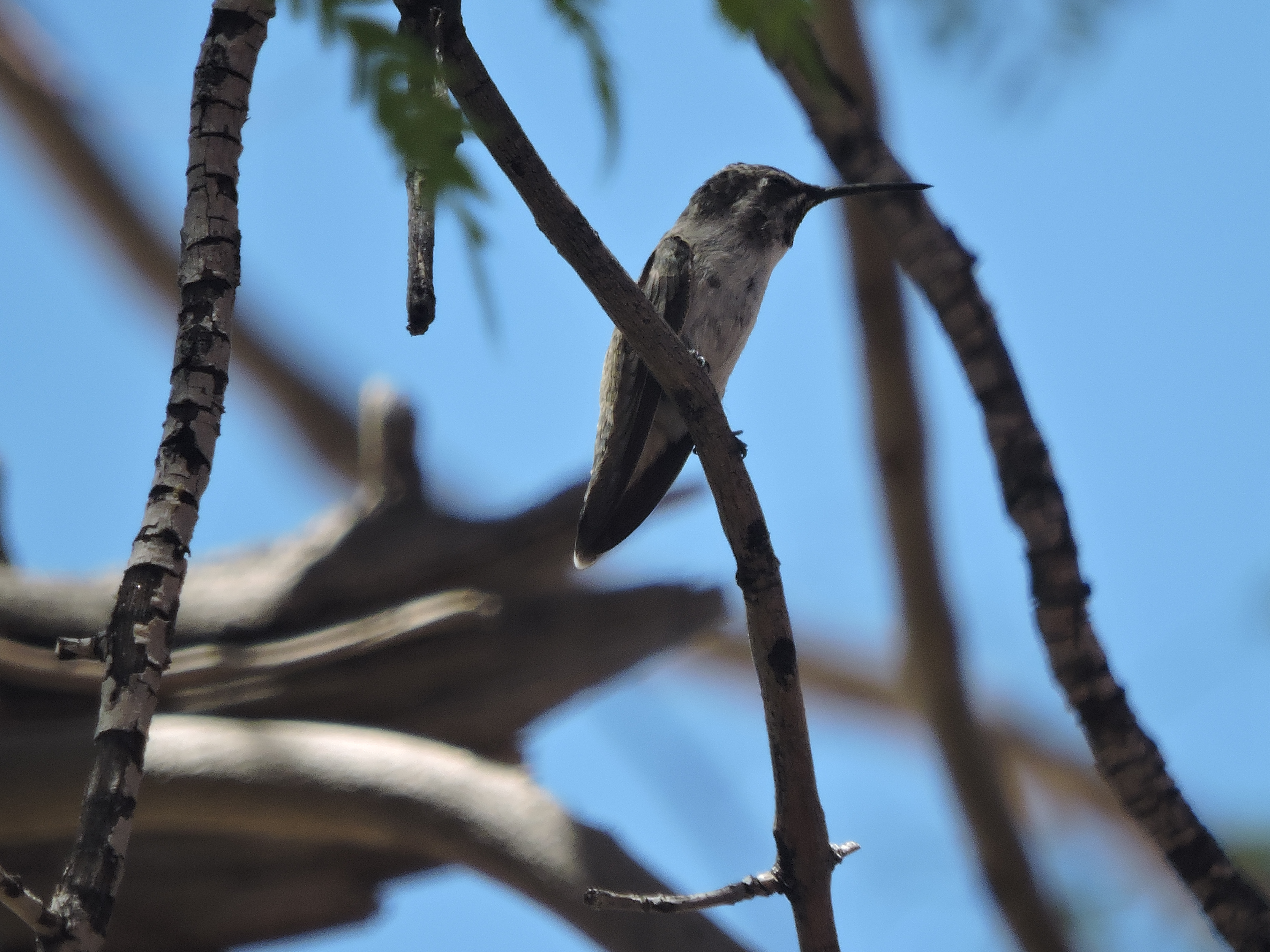 Property amenity at Westward Look Wyndham Grand Resort and Spa in Tucson, Arizona