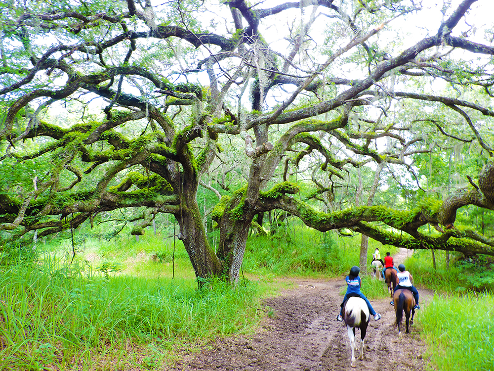 Local attraction at Howard Johnson by Wyndham Ocala FL I-75 in Ocala, Florida