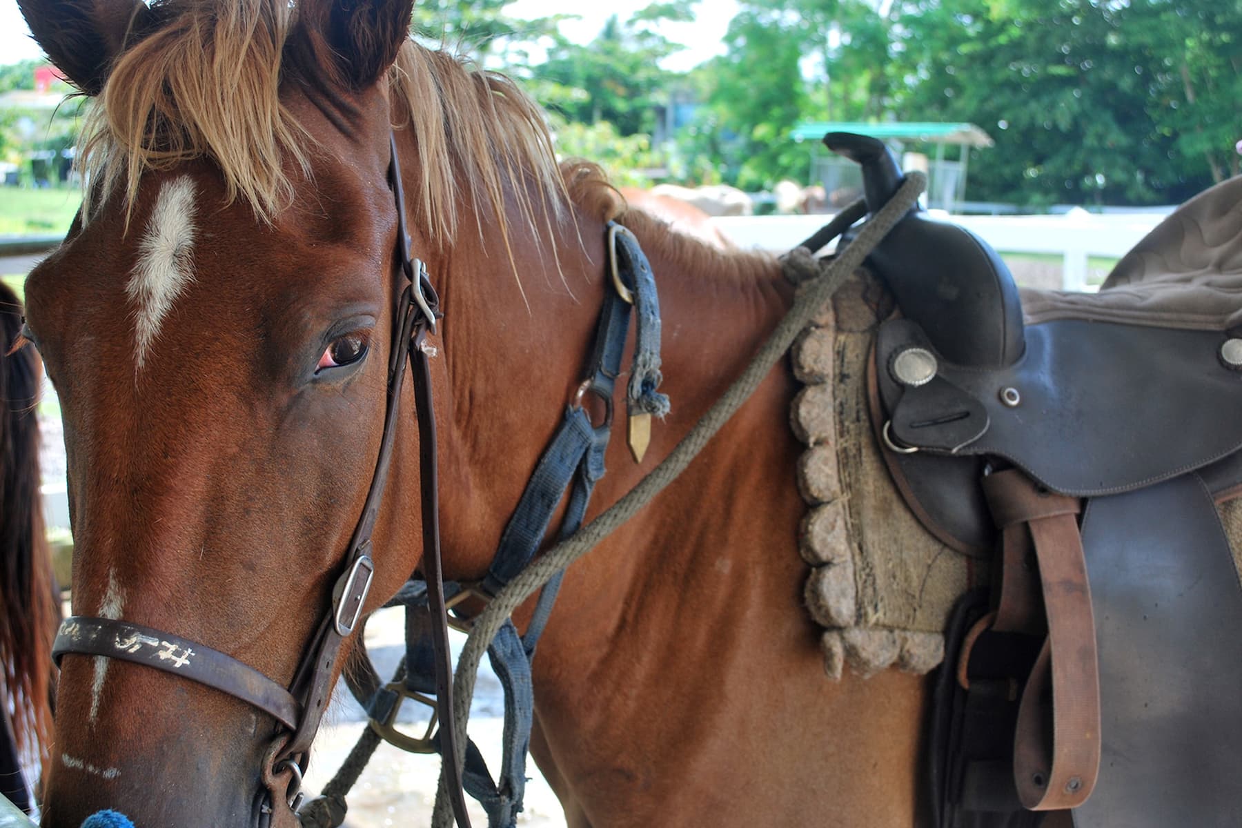 Horseback riding at Wyndham Palmas Beach and Golf Boutique Resort in Humacao, Other than US/Canada