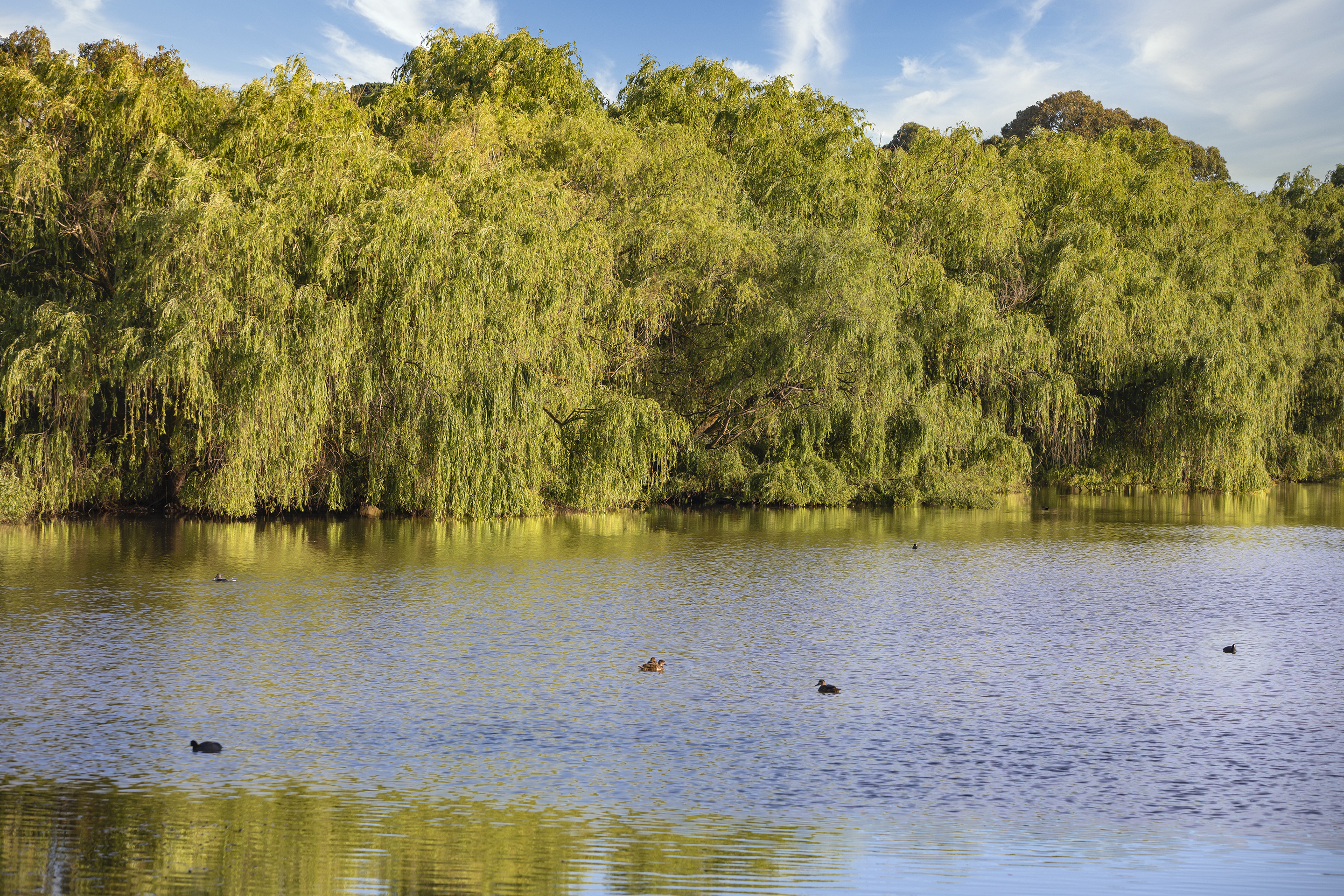 Scenic Image of Club Wyndham Ballarat, Trademark Collection by Wyndham hotel in Ballarat, Other than US/Canada