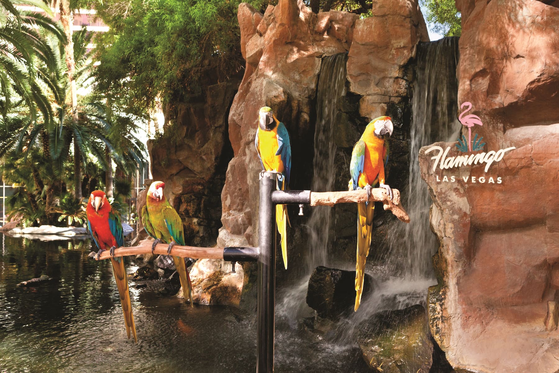 Property amenity at Flamingo Las Vegas, Trademark Collection by Wyndham in Las Vegas, Nevada