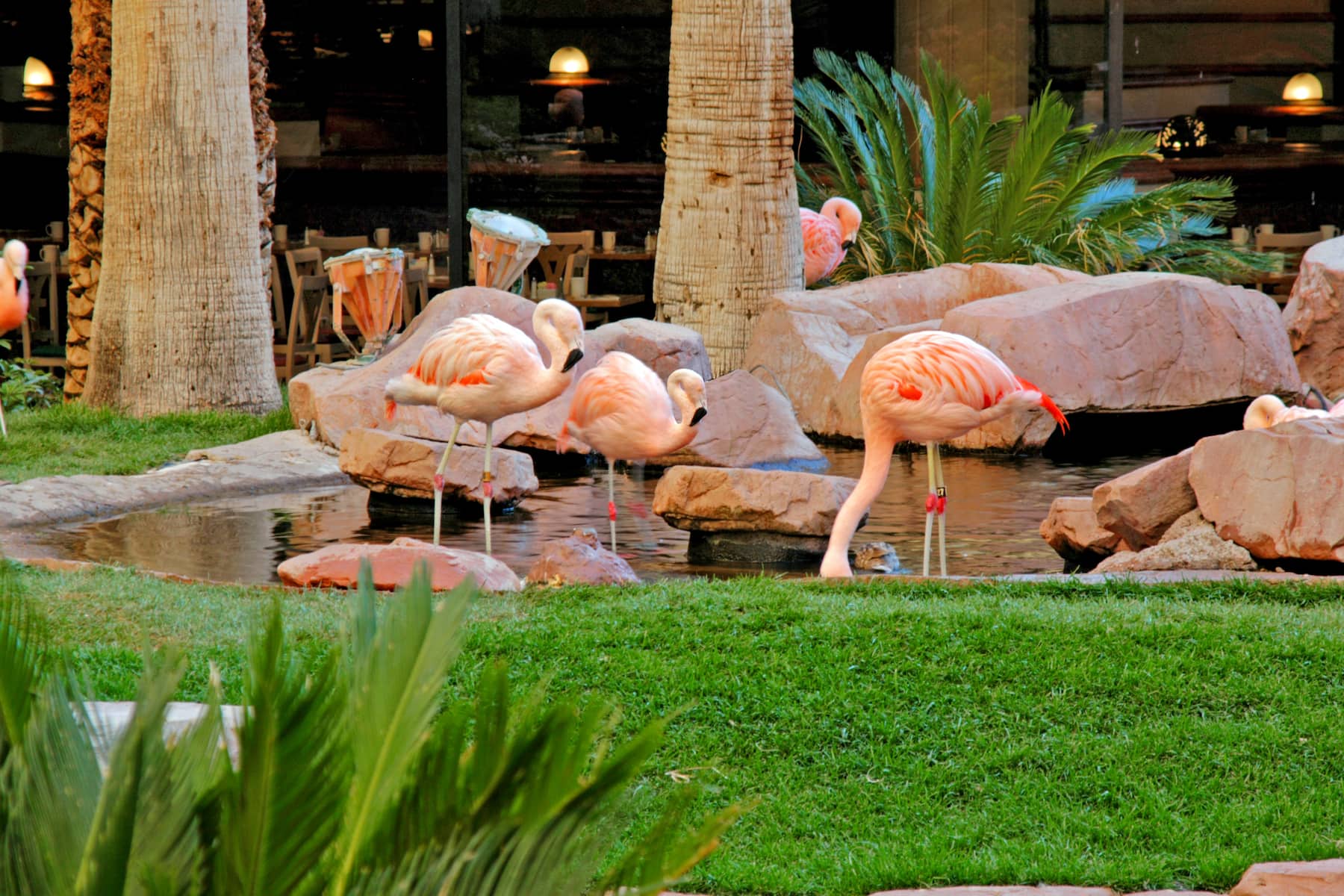 Property amenity at Flamingo Las Vegas, Trademark Collection by Wyndham in Las Vegas, Nevada