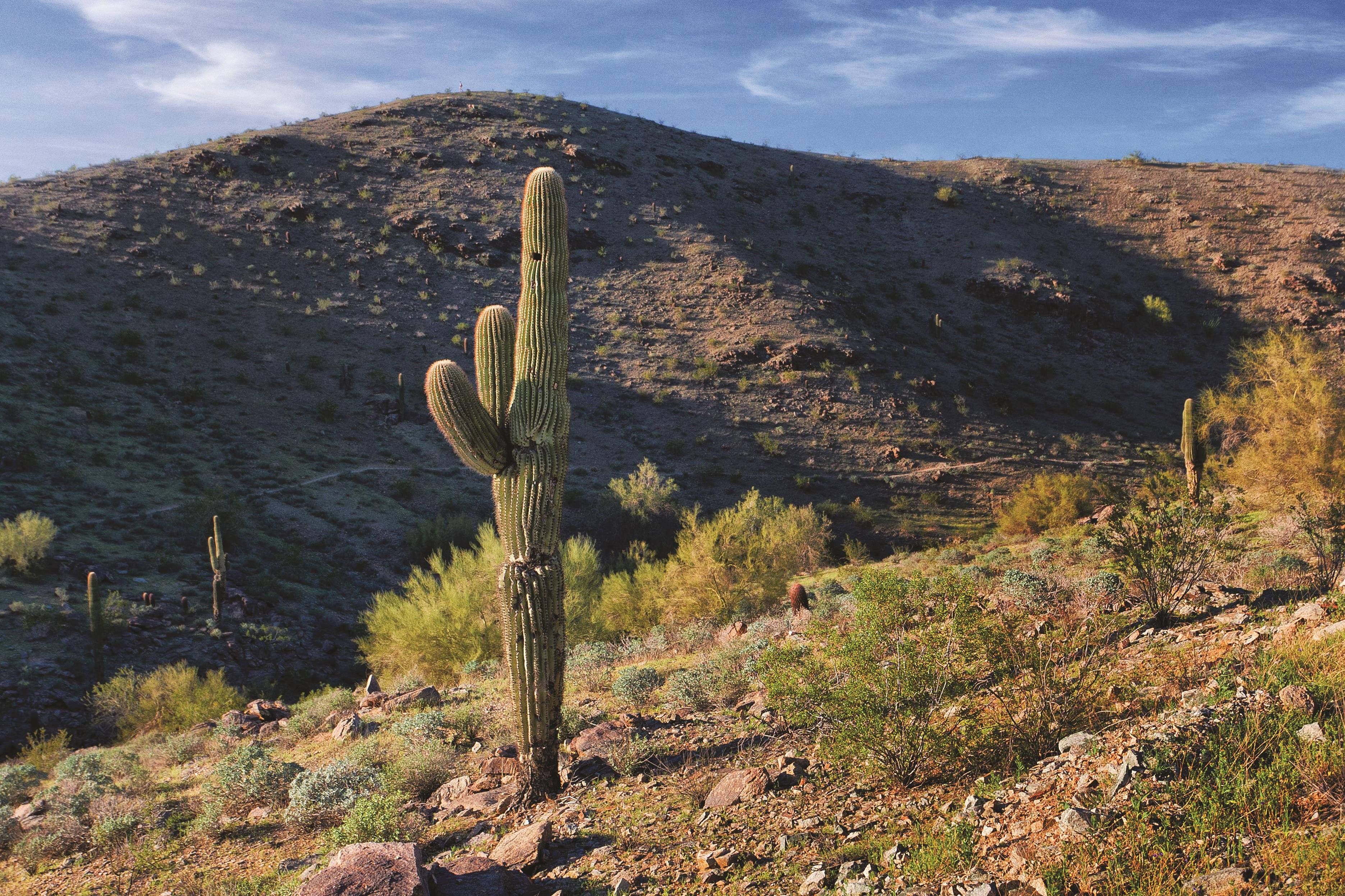 Local attraction at WorldMark Phoenix - South Mountain Preserve in Phoenix, Arizona