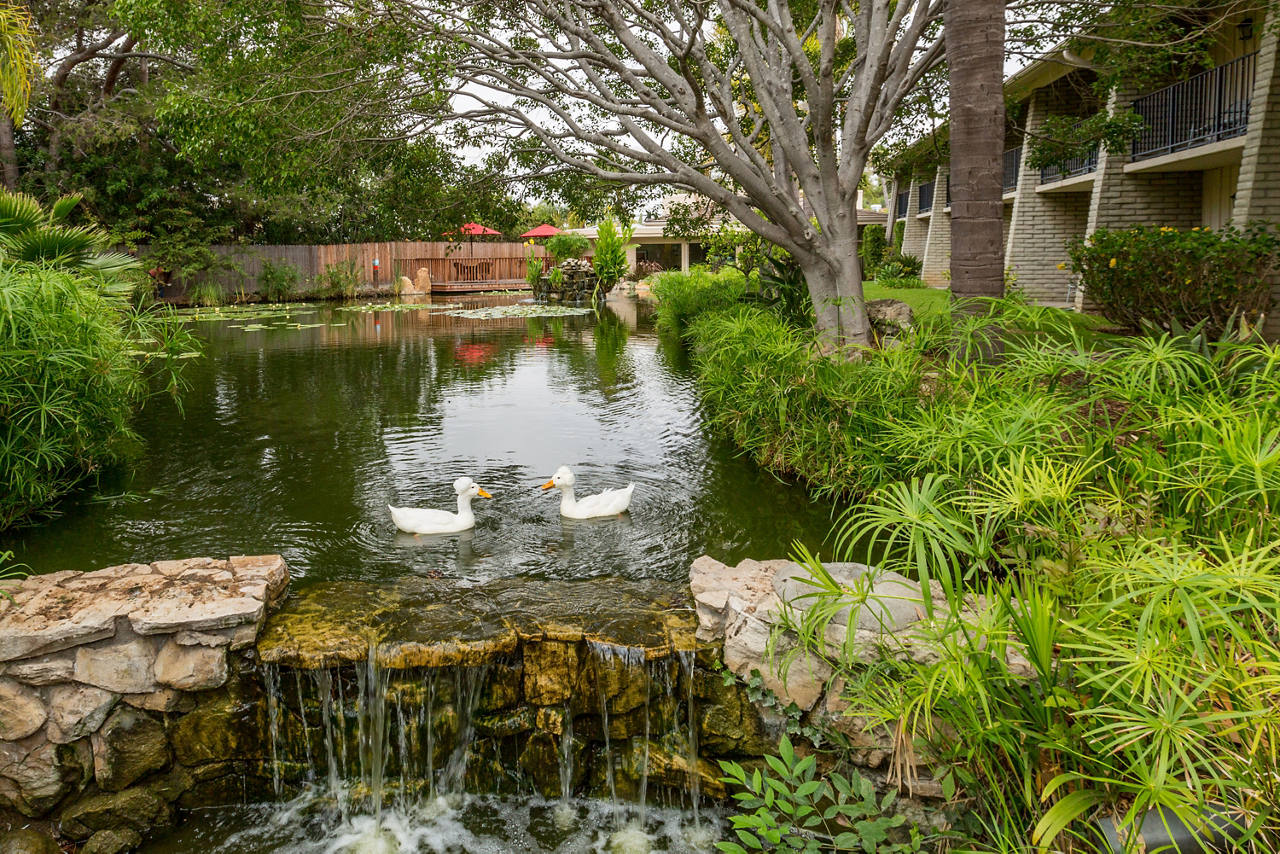 Lagoon