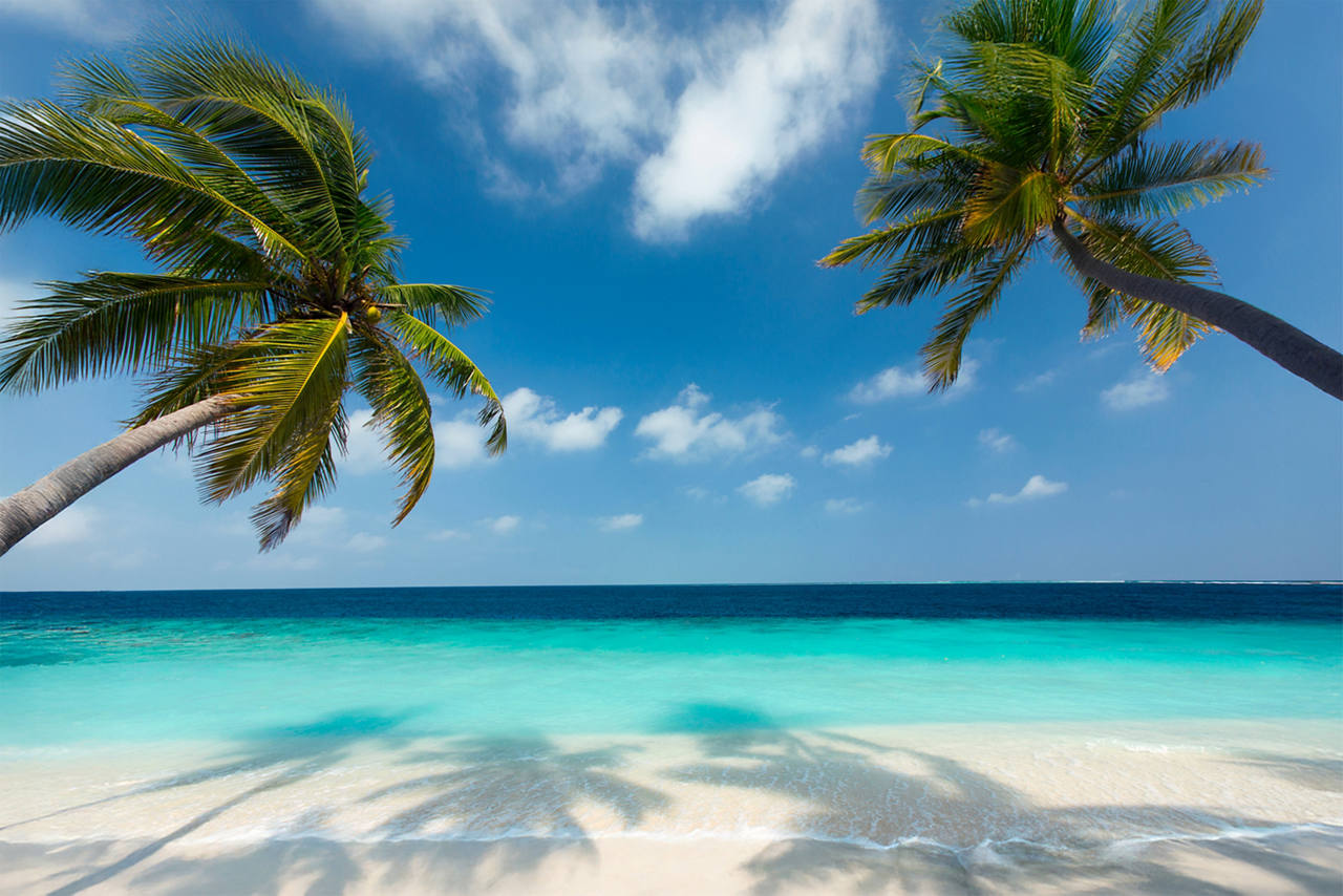 A white sand beach with clear blue waters framed and shaded on two sides by leaning coconut trees, with a background of clear blue skies over the horizon.